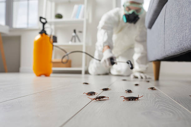 Commercial Rodent Management in Thomasboro